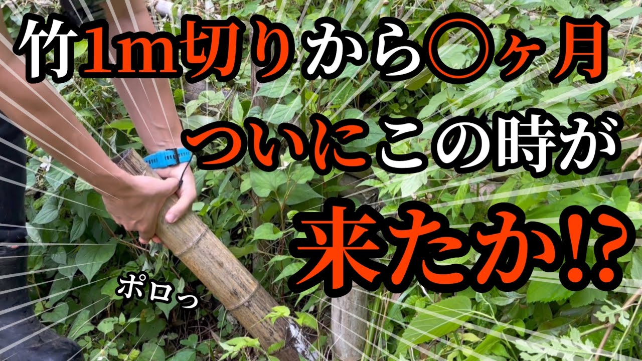 竹1m切り経過報告 ついに この時が来たか Youtube 竹1m切り経過報告 ついに この時が来たか Youtube
