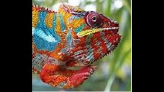 chameleon python