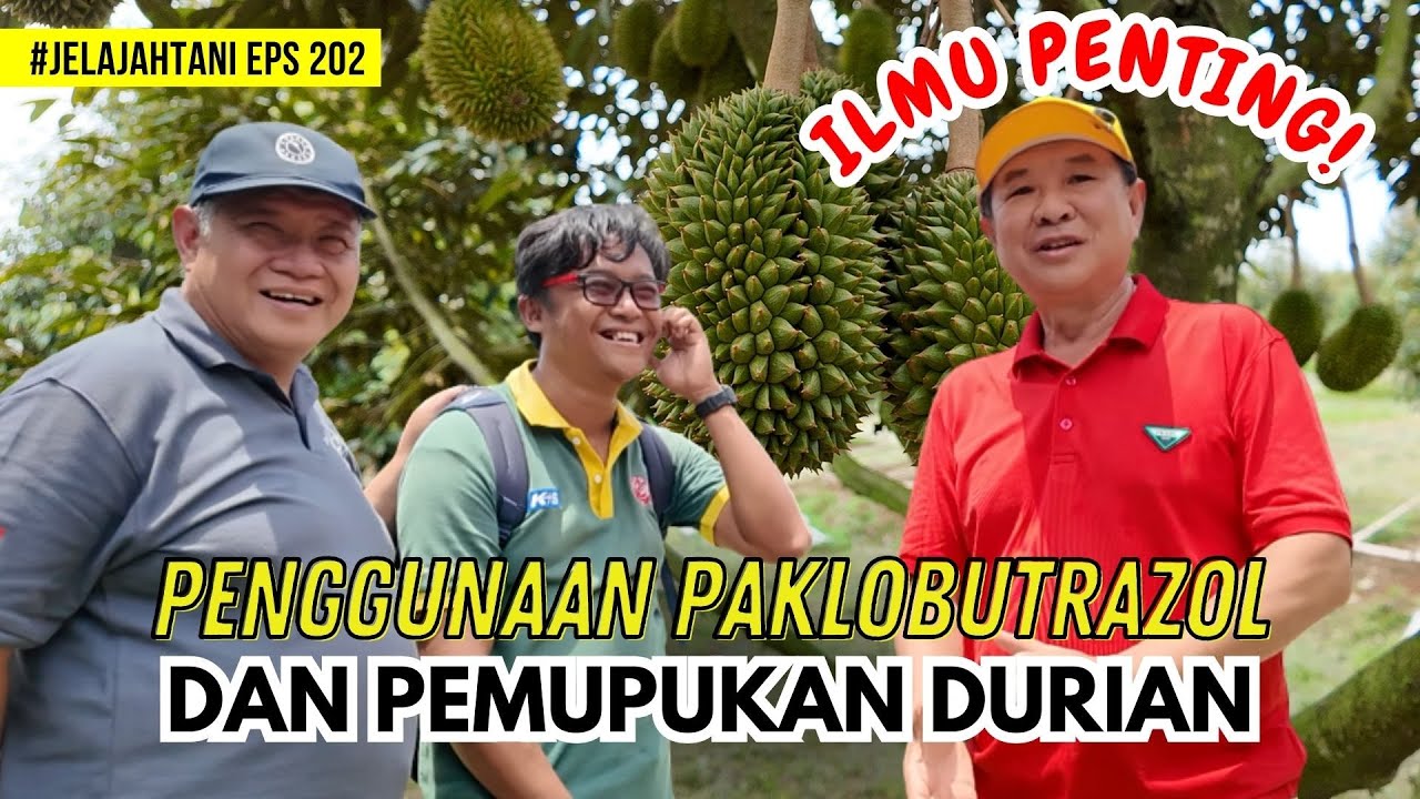 Bicara Ilmu Perawatan, Paklobutrazol Dan Pemupukan Durian | JelajahTani #202