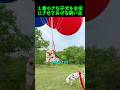 犬が好きなら最後まで見るべき動画