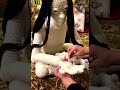 Sewing Daisy’s Hand
