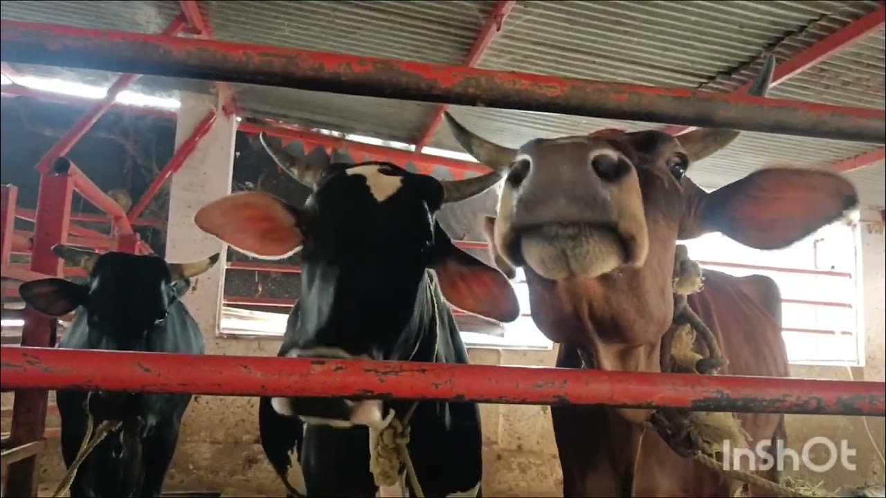 February 26, 2026 Bala maisamma Temple Begum bazar