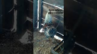Frango Arrepiado De Pena No Pé