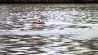 152VO Racer FooLing 'Bazinga' on 2S