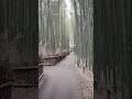 懐旧、舟木一夫さん「嵯峨野雪草子」。嵯峨野竹林の小径にやって来ました〜。ここは後嵯峨上皇(1255年)の別荘地ができそれから整備されたとか歴史を感じますね、二人と行ったらさらに楽しいだろうね〜