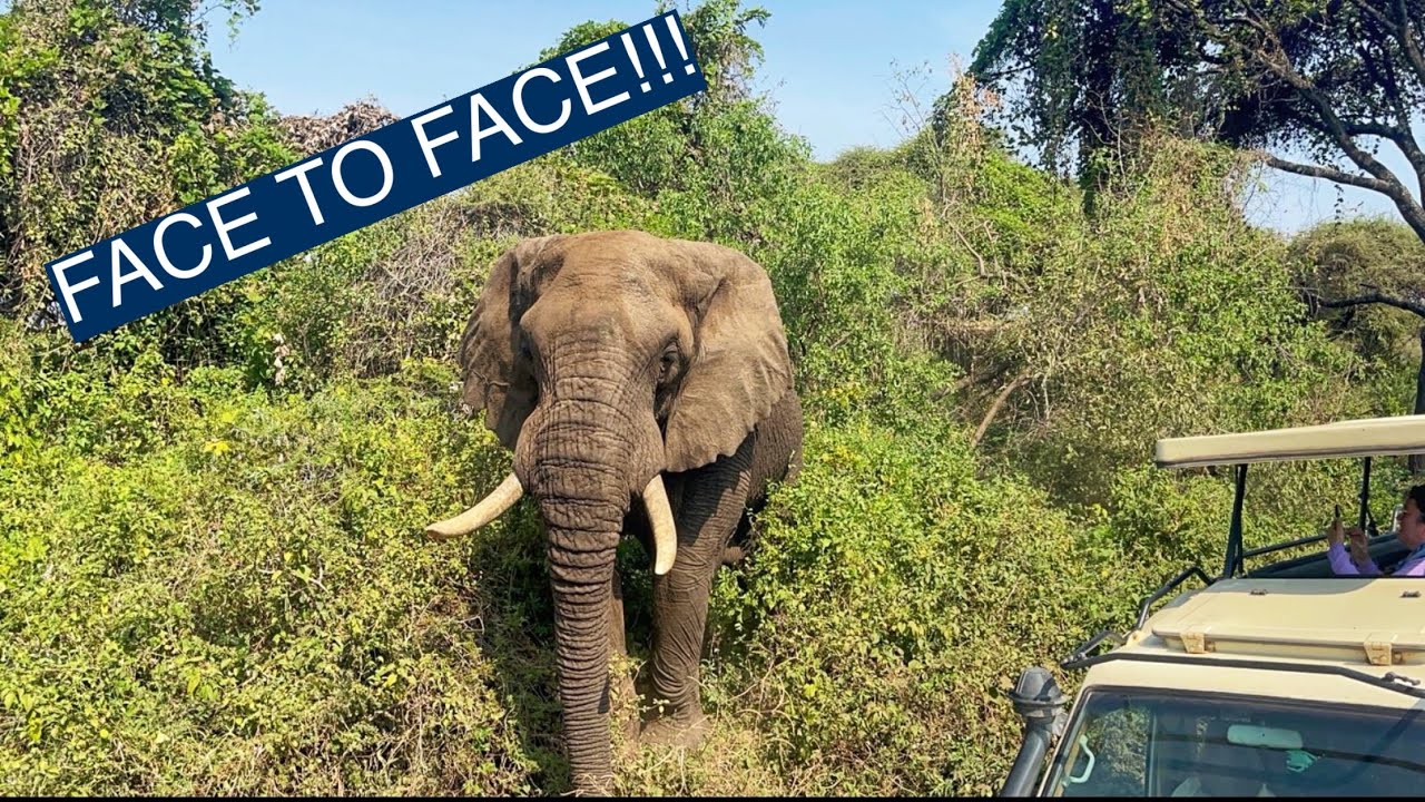 Africa Unleashed | A Raw Safari Through Tanzania’s Wildest Parks | Ultimate Kilimanjaro