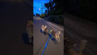 Alyta Dans Lattelage