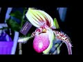 Paphiopedilum Chamberlianianum consejos de cultivo #Orquídeasenelmundo/Orchids in the world