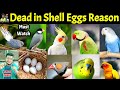 Dead in Shell Egg reason and solution | How do birds breathe inside eggs | Lovebirds | Birds