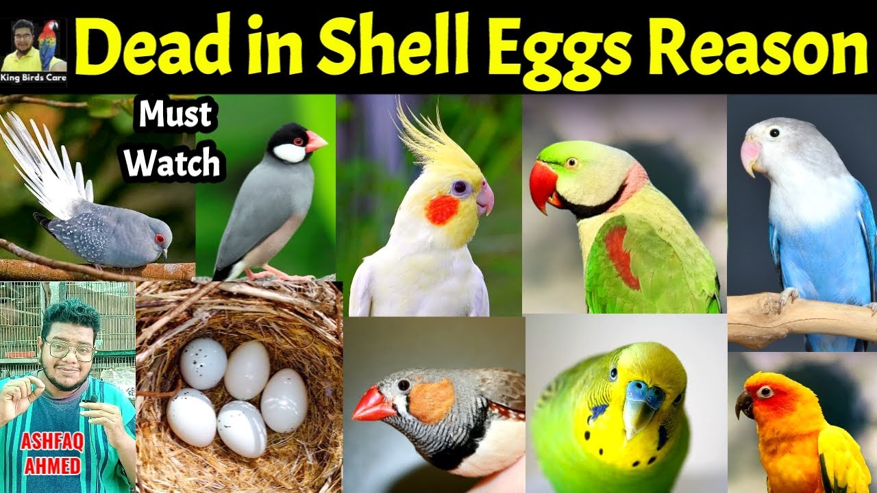 Dead in Shell Egg reason and solution | How do birds breathe inside eggs | Lovebirds | Birds