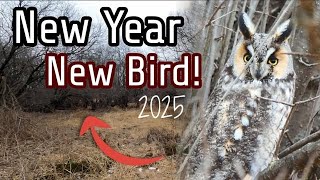 First Bird of 2025! || The quest to find the Long-Eared Owl