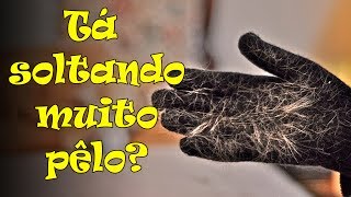 Por que meu gato solta tantos pelos? #101