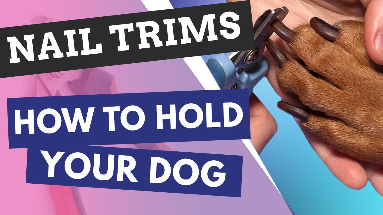 Healthy Paws, Happy Dogs: The Importance of Nail Trimming