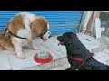 Bruno meet Roxy for the first time🙄🙄 || Saint Bernard vs labrador || Ishika jaiswal