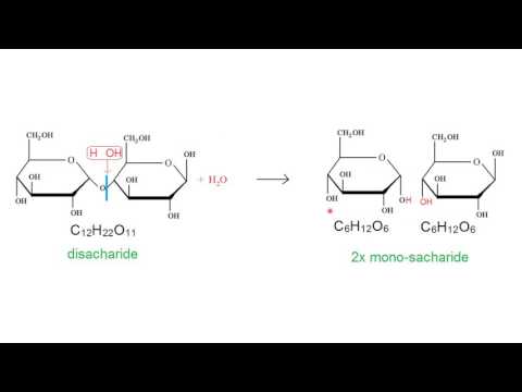 Biochemie 2 koolhydraten (incl. vorming en hydrolyse van disachariden)