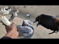 Pigeons Vs Greater Coucal