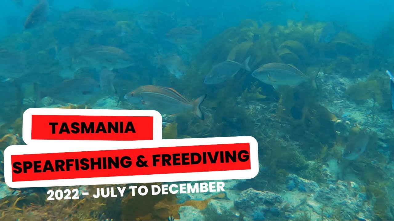 Spearfishing and Freediving Tasmania Compilation 2022 July to