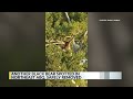 Another bear spotted, safely removed in northeast Albuquerque