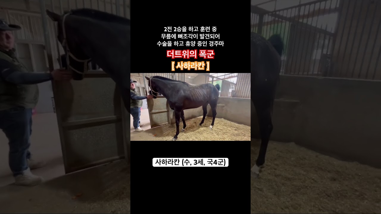2전 2승의 잘나가던 경주마가 갑작스러운 부상으로 멈춤.🙈 #사하라칸 과연 이 경주마가 무사히 주로로 복귀할 수 있을것인가🐴