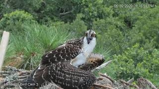 Osprey Siblings Visit Savannah Nest, One Mantles Over Fish – June 30, 2020