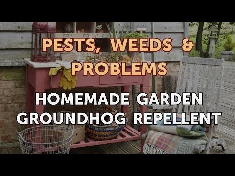 Homemade Garden Groundhog Repellent - YouTube