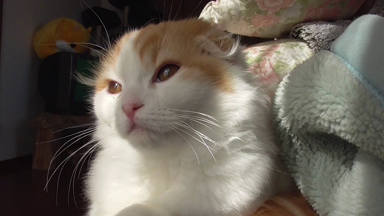 スコティッシュフォールドの子猫と猫のかわいい癒され動画 ねこ Cat 動物がかわいいyoutube動画はここだ