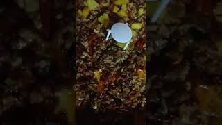 Cassanos Pizza Pizza pie