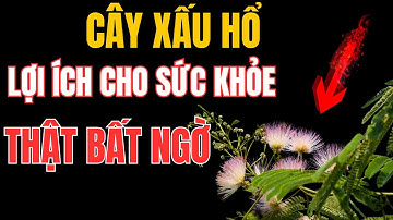 Cây Trinh Nữ: Vị Thuốc Quý Trị Bệnh Gì? Công Dụng Tuyệt Vời