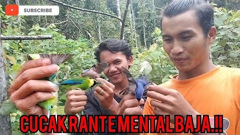 Mikat cucak rante/ranting dan rambatan paruh merah || Lagi-lagi poin cucak rante mental baja ❗❗