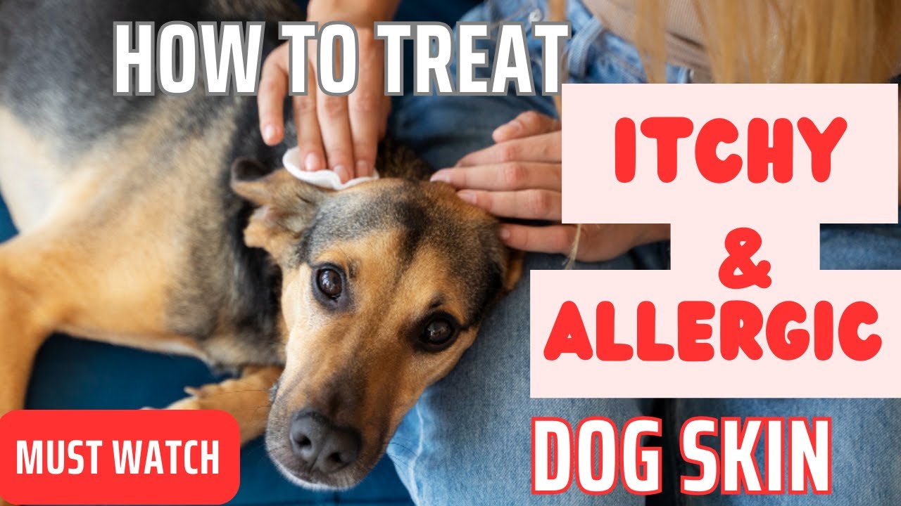 How To Treat Dogs Itchy and Allergic Skin Remedies to Stop Itching