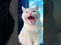 林青霞忘记了她猫的生日 #猫 #短视频