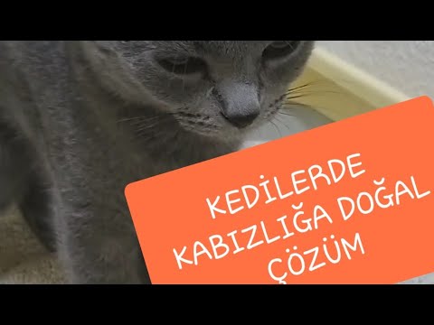 Video: Kediniz Kabız ise Ne Yapmalı