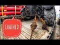 My Trucking Life | CHAINED | #1971