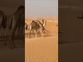"Leopard Launches Brutal Neck Attack on Camel Herd in Arabian Desert"