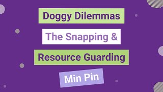Doggy Dilemmas  The Snapping & Resource Guarding Min Pin