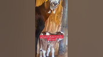 بعضنا قد لا يعلم كلمة ( زنيم ) في سورة القلم