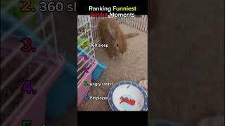 Try Not To Laugh 😂 | Funny Rabbit Moments #shorts