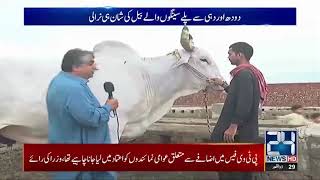 Amazing 7 Foot Height Ox For Eid-ul-Adha Content