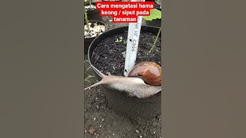 cara mengatasi hama keong atau siput pada tanaman #tanaman #tanamanhias