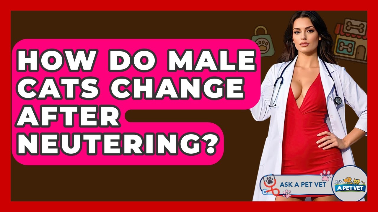 How Do Male Cats Change After Neutering? - Ask A Pet Vet