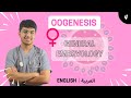 Embryology ENGLISH Oogenesis Part 1 علم الأجنة انتاج البويضة 