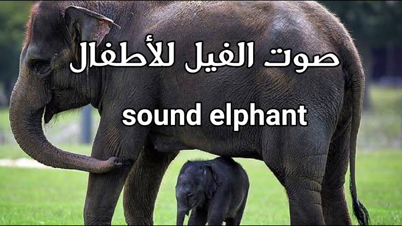 صوت الفيل يسمى