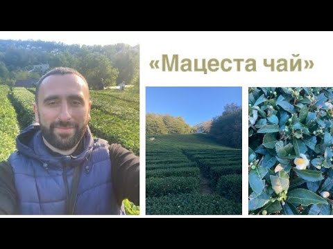 Мацеста чай. Экскурсия.
