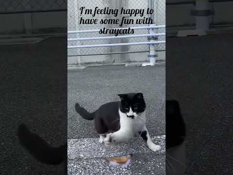 play time with straycat in kochi Shi,japan #chaplinchan #ねこ動画 #かわいい猫 #日本 #shorts #viral #straycat