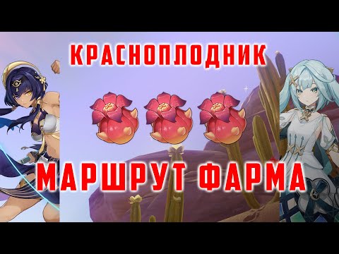 КРАСНОПОЛДНИК ФАРУЗАН/КАНДАКИЯ. МАРШРУТ ФАРМА [Genshin Impact]