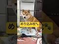 枕からポップコーンの香り🍿#柴犬 #豆柴 #shibainu #犬 #犬のいる暮らし #shorts