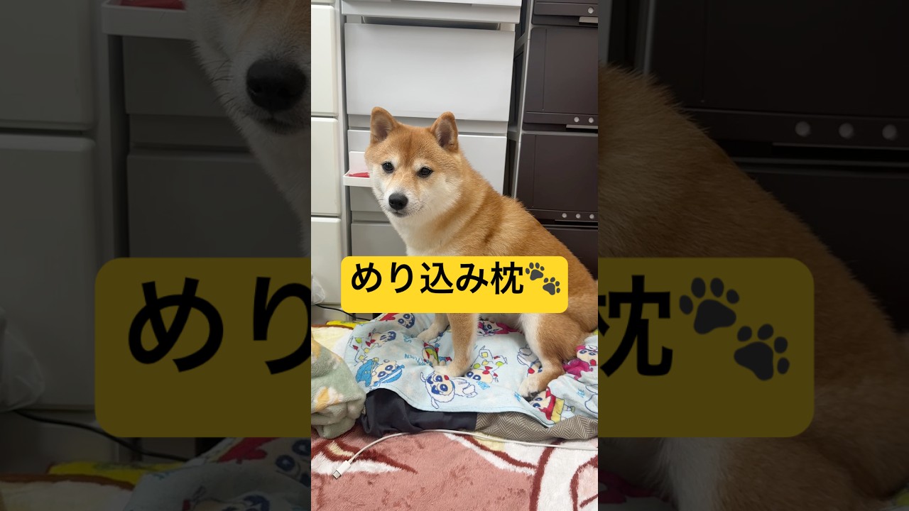 枕からポップコーンの香り🍿#柴犬 #豆柴 #shibainu #犬 #犬のいる暮らし #shorts