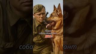 герои войны #собаки