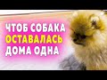 Щенкам шпица 75 дней. Чтоб собака оставалась дома. Вычесывать шпица, а не поглаживать