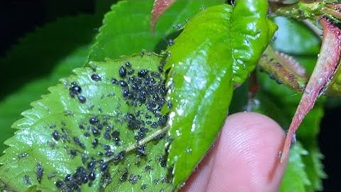 Best Method Stop Ants & Aphids from Climbing on Cherry tree